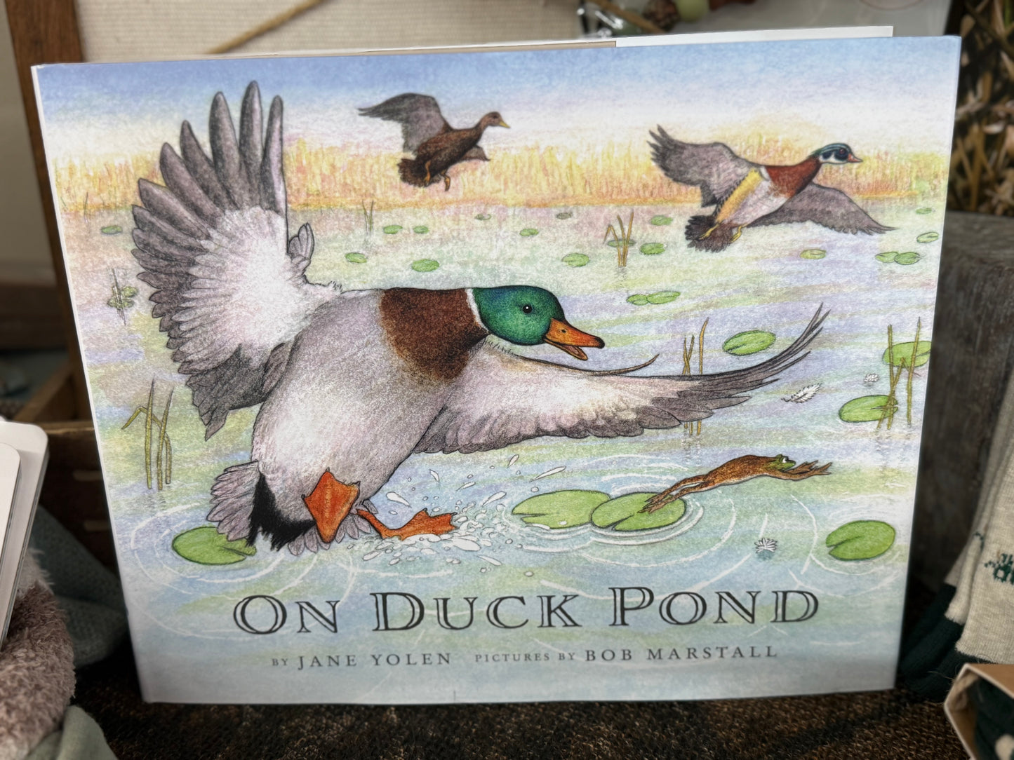 On Duck Pond